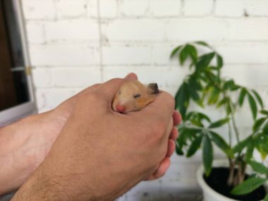 Altın Suriyeli hamster el ele tutuştu