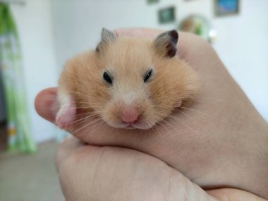 Altın Suriyeli hamster el ele tutuştu