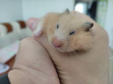Altın Suriyeli hamster ellerde uyur