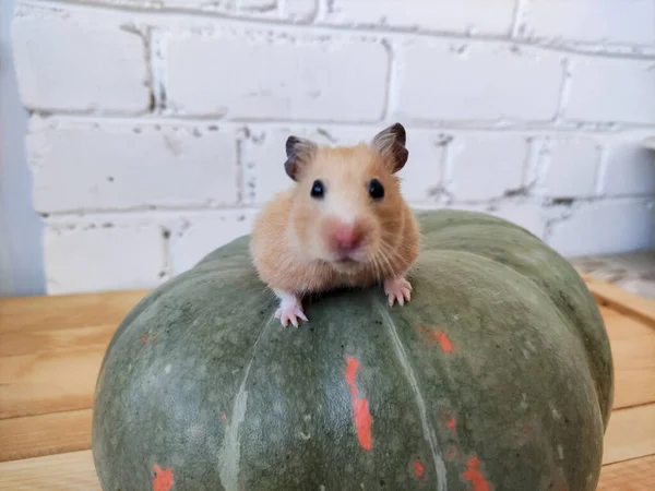 Hamster Balkabağının Üzerinde Oturuyor — Stok fotoğraf