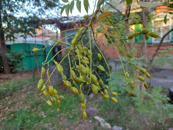 Fleurs Fruits Arbre Sophora Japonica — Photo