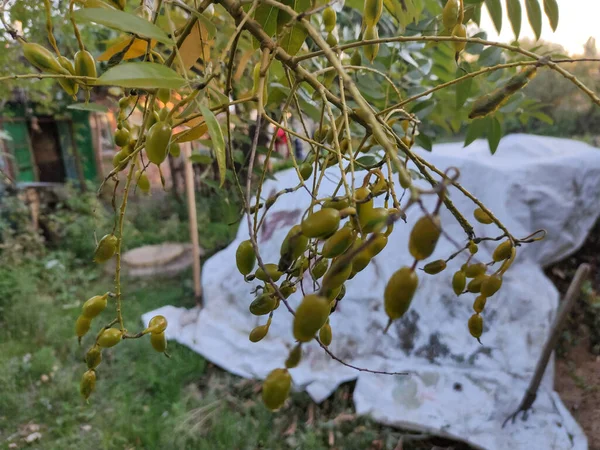 Květiny Plody Stromu Sophora Japonica — Stock fotografie