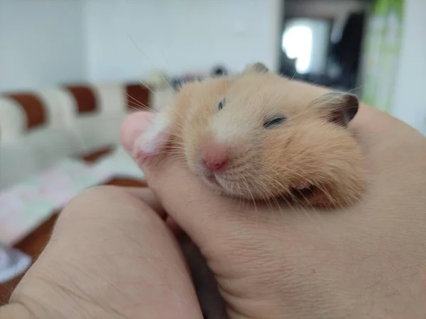 Ouro Sírio Hamster Dorme Mãos — Fotografia de Stock