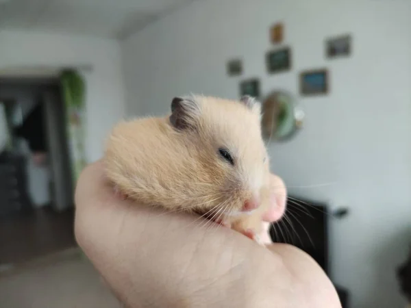 Bonito Hamster Sírio Mãos Mulher — Fotografia de Stock