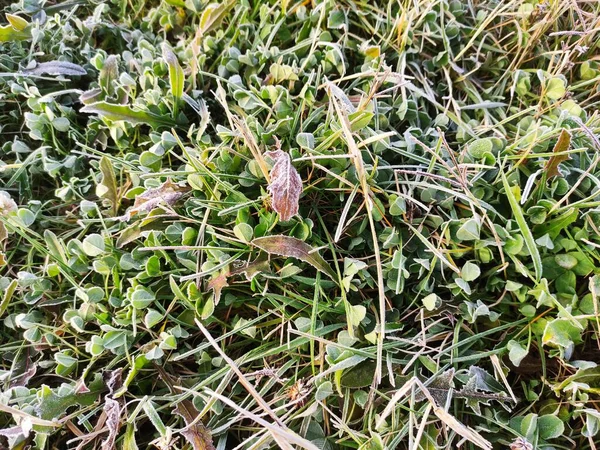 Gevallen Bladeren Gras Vorst Eerste Herfstvorst — Stockfoto