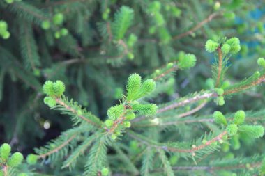 Çamurun genç yeşil dalları