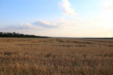 Akşamüstü buğday tarlasında.