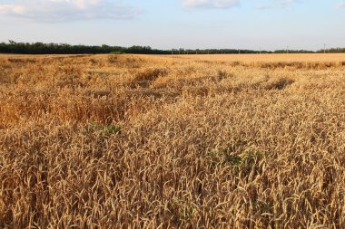 Olgun buğday tarlası Gün batımında