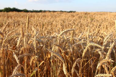 Akşamları olgun buğday başakları, yakın plan, arka plan