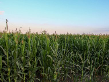 Mısır tarlası, hatta bir sıra mısır.