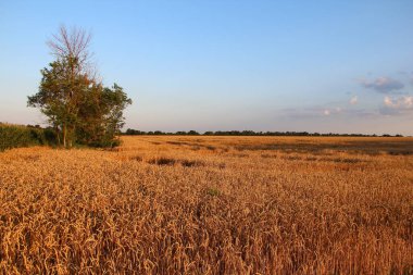 Akşamları olgunlaşmış buğday tarlası