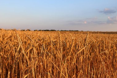 Akşam güneşiyle aydınlatılan altın buğday başakları