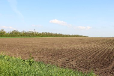 Genç mısırların sıralandığı tarım tarlaları