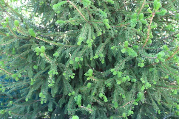 Abeto Com Jovem Ramo Verde — Fotografia de Stock