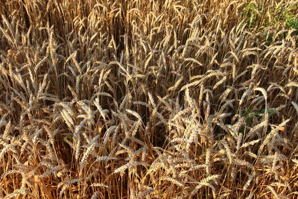 Mogna Öron Vete Bakgrund Konsistens — Stockfoto