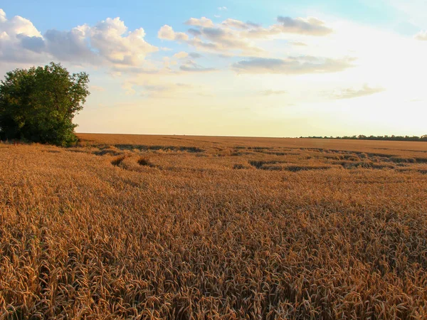 Campo Trigo Por Noche Atardecer — Foto de Stock