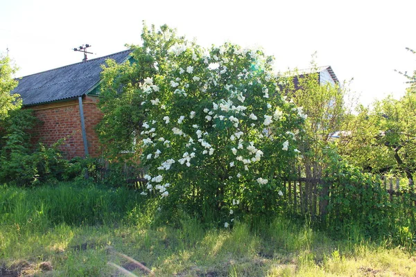 Weißer Vogel Kirschbaum Einem Garten — Stockfoto