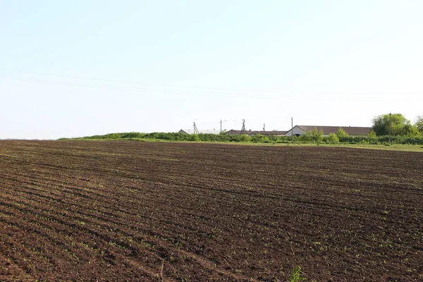 Agricultural Field Rows Young Corn — Stock Photo, Image