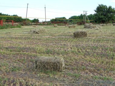 Kare saman demetleriyle tarla