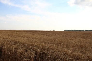 Wheat field in the evening and sunset
