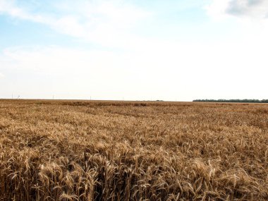 Wheat field in the evening and sunset
