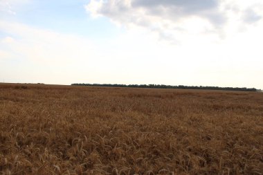 Wheat field in the evening and sunset