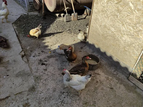 Aves Agrícolas Caminan Alrededor Corral — Foto de Stock