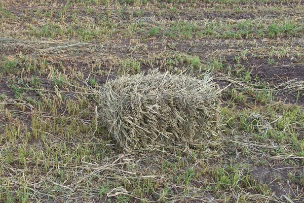 Field Square Sheaves Hay — Stock Photo, Image