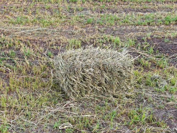 Veld Met Een Vierkante Hooischaaf — Stockfoto