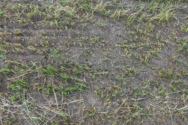 Agricultural Field Cut Grass Background Texture — Stock Fotó