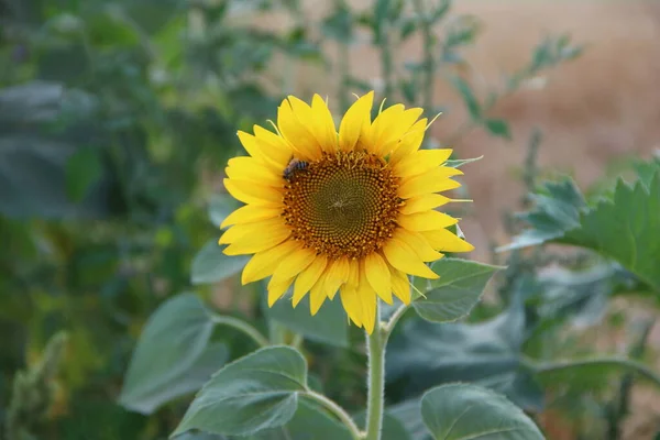 Sunflower Bee Background Wheat Field —  Fotos de Stock