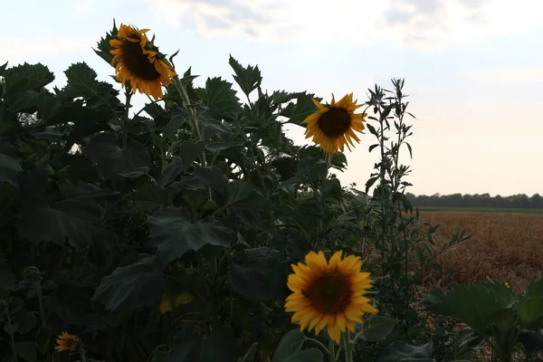 Sunflowers Background Wheat Field Evening —  Fotos de Stock