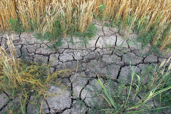 Dried Cracked Soil Agricultural Field — Stock Photo, Image