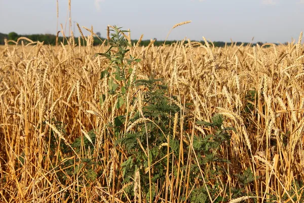Ambrosia bush on the background of the wheat field