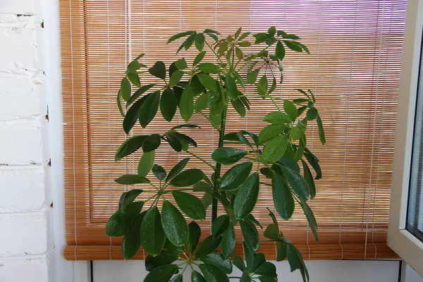 Domácí Rostlina Pozadí Bambusové Opony — Stock fotografie