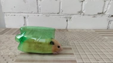 Hamster yeşil bardakta oturur, sonra çıkar ve kaçar, 4K video.