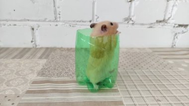 Hamster yeşil camda oturuyor, 4K video.