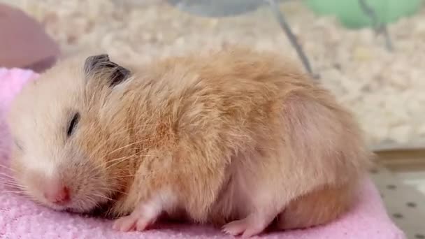 Hamster Sírio Dorme Treme Acorda Adormece Novamente Close Vídeo — Vídeo de Stock