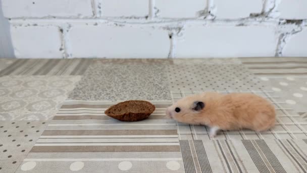 Hamster Encontra Pedaço Pão Come Vídeo — Vídeo de Stock