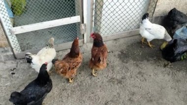Tarımsal kuşlar çiftliğin etrafında dolaşıyor, video