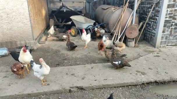 Αγροτικά Πουλιά Περπατούν Γύρω Από Αγρόκτημα Βίντεο — Αρχείο Βίντεο
