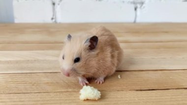 Hamster ekmek yiyor, video çekiyor, kapatıyor.