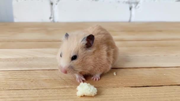 Hamster Eating Bread Video Close — Stock Video