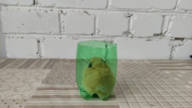 Hamster yeşil camda oturuyor, 4K video.