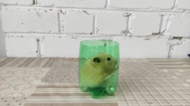 Hamster yeşil camda oturuyor, 4K video.