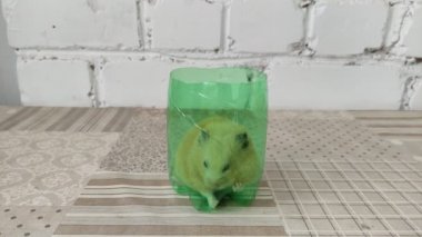 Hamster yeşil camda oturuyor, 4K video.