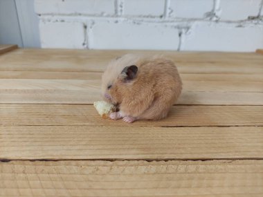 Suriyeli hamster, tahta zeminde gözleri kapalı ekmek yiyor.