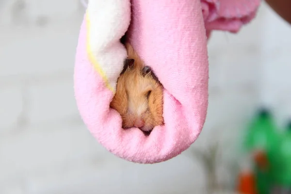 Grappige Hamster Met Een Grote Wangen Een Roze Handdoek — Stockfoto