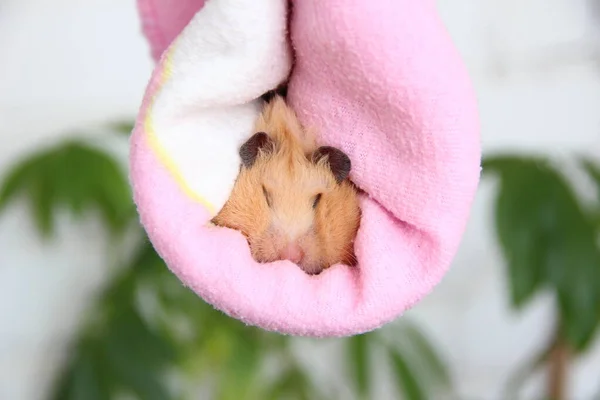 Pembe Havluyla Büyük Yanaklı Komik Hamster — Stok fotoğraf