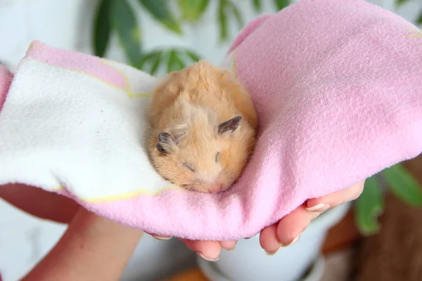 Hamster Engraçado Com Bochechas Grandes Dorme Uma Toalha Rosa Mãos — Fotografia de Stock